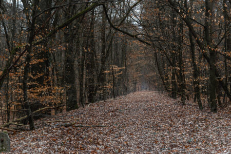 DIE FRIEDHOFSBAHN Die Friedhofsbahn von Wannsee nach Stahnsdorf