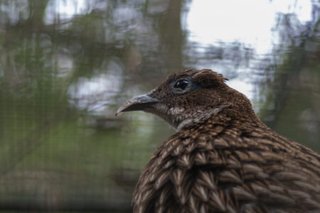 22. Mai 2022 Im Tierpark Friedrichsfelde Wochenendausflug mit Pauline in den Tierpark Friedrichsfelde.