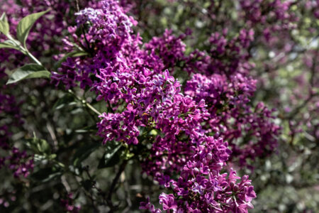 26.04.2020 Spazierengehen Im Park Sacrow.