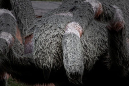 TIER-UND FREIZEITPARK GERMENDORF Der TIer- und Dinopark in Germendorf